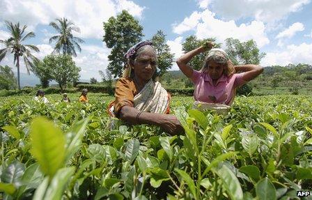 Tea pickers in Sri Lanka