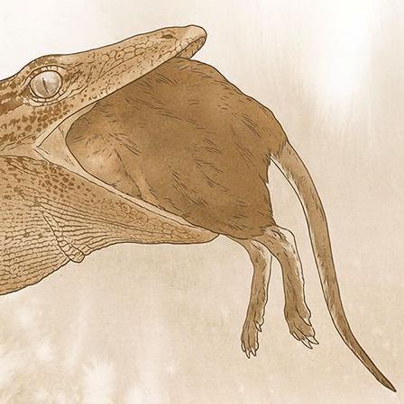 An illustration depicting the reptile eating a rat-like creature. Only the rear end of the reptile's prey is visible.