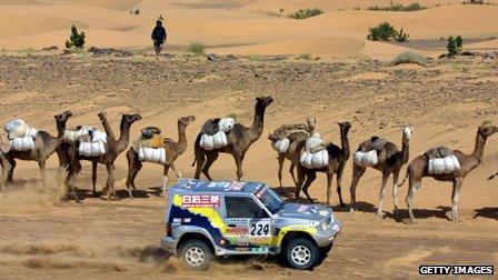 Rally driver speeds past camel train