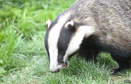 Badger