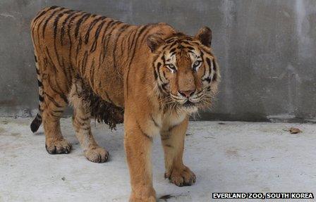 Taegeuk, a Siberian tiger at Everland Zoo, South Korea