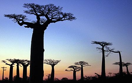 Baobabs in Madagascar