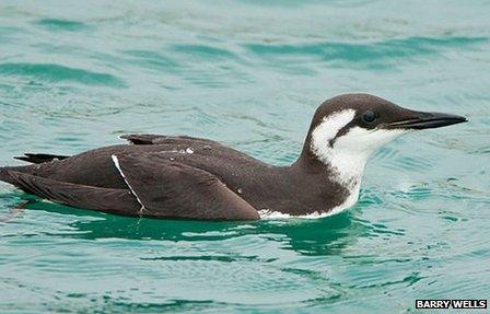 A healthy Guillemot