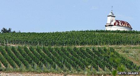 Vinyard in Hungary's Tokaj area