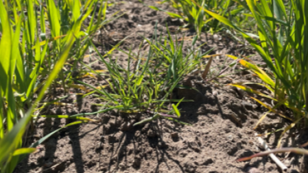 A close up photo of a weed in a field surrounded by green crops.