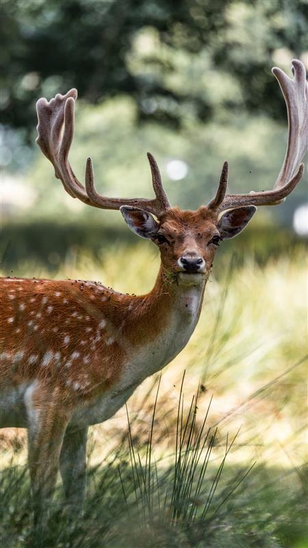 A deer in a field.