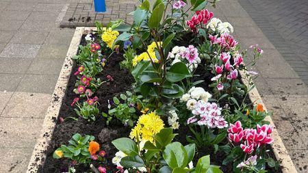 A colourful set of flowers in a raised flower bed, in a wooden container, with a pavement in the background.