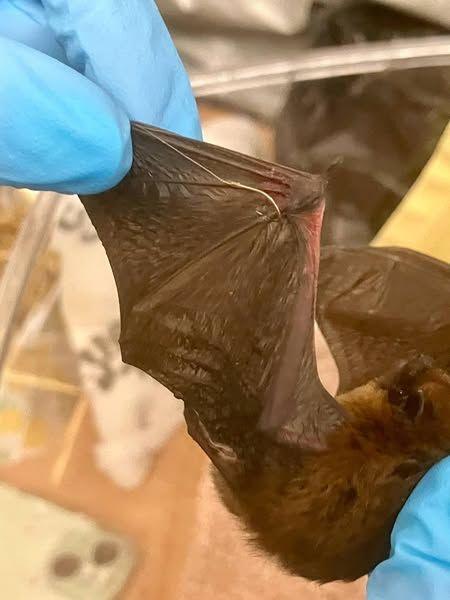 Bat in fishing wire