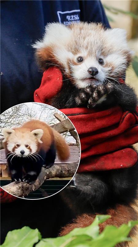 Asha as a baby with an inset of her grown up and walking on a tree branch