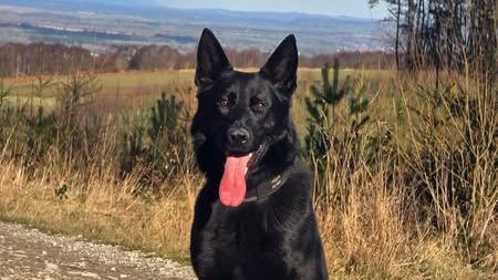 A Black Alsatian called Rhun pictured in open countryside with green hills in the distance