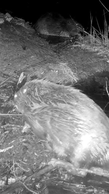 A pair of beavers sat on a riverbank. There is one in front of the camera and one in the background.
