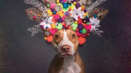 A brown and white pit bull wearing a flower head dress and staring straight into the camera