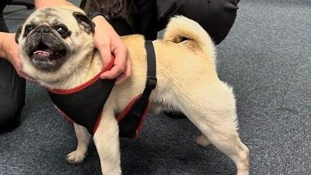 Fawn pug Frank in the police station having a red and black dog harness put on him.