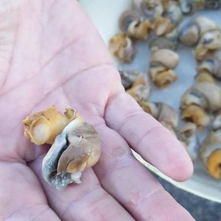 A dead whelk is on the top of an open palm of a white hand. There are more dead whelks in a bucket in the background.
