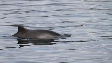 A picture of a porpoise in the water. 