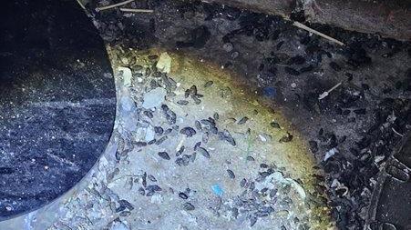 A large pile of rat droppings inside a dark and dusty storage area.