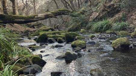 A rocky stream with fallen trees across it in the background.