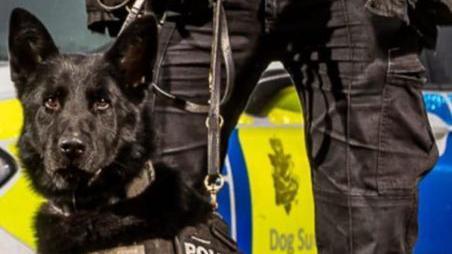 A picture of a black German Shepherd type dog standing on a leash in front of a police vehicle. The legs of the handler can be seen in the background, clad in black trousers.