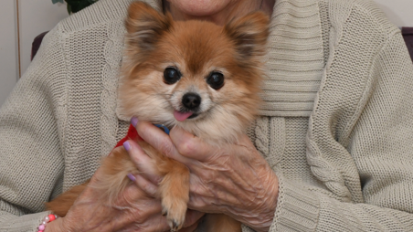 A small Chihuahua being held by an elderly woman whose face cannot be seen