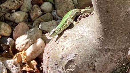 A small green lizard sits on the gnarled trunk of an ornamental olive tree with a backdrop of pebbles.
