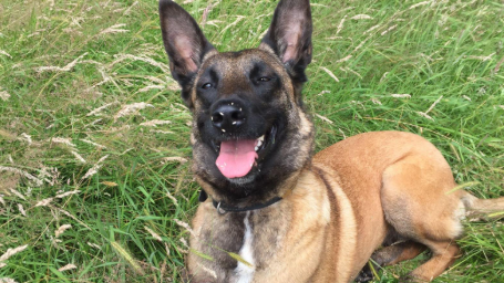Belgian Malinois Fiji. Fiji, who is black and tan, is sat in grass.