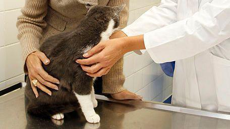 A cat on a vets table being stroked by its owner and the vet