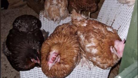 A close-up picture of three chickens, two light brown and one dark brown, on a white wicker chair