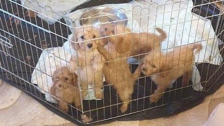 A litter of white fluffy puppies in a cage. They are bunched together, and one clings to the bars with its paws.