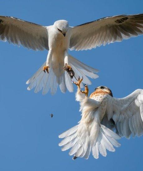 White-tailed kite taking a live mouse from its father in mid-air.