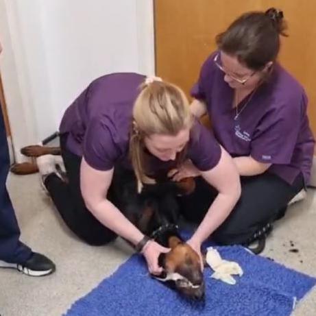 Veterinary staff kneeling on the floor over a dog on its back. One of the staff members is pushing down on the dog's neck