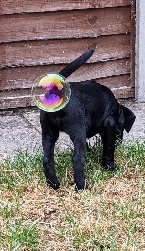 dog with a bubble near it's bottom