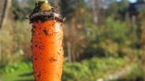 carrot