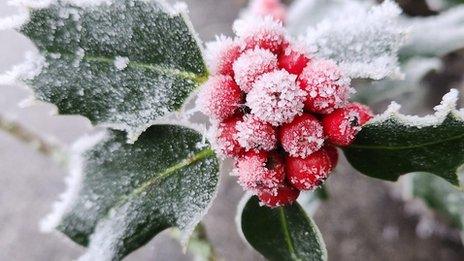 Holly leaves and berries covered in frost