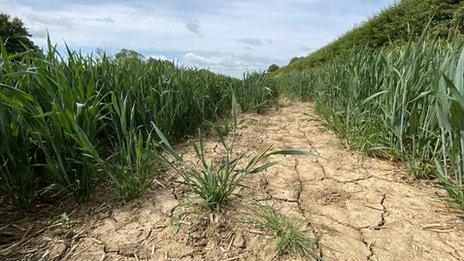 Dry and warm conditions cause the ground to crack in Haddenham, Buckinghamshire, towards the end of May.