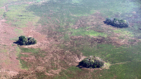 forest islands