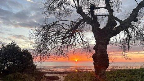 The sun sets in a strong orange band over the sea with grey sky above and large tree in the foreground