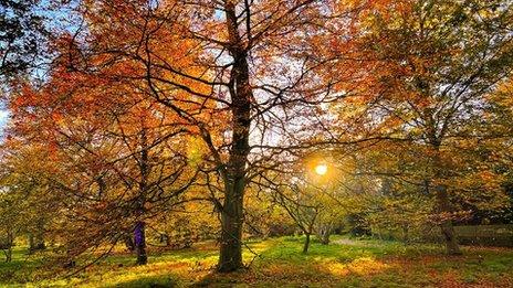 Sun through autumnal trees