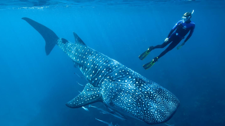 whale shark