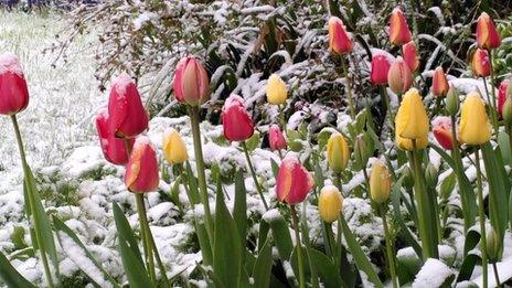 Tulips in the snow