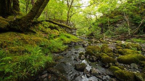 Llennyrch woodland