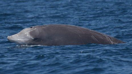 beaked whale