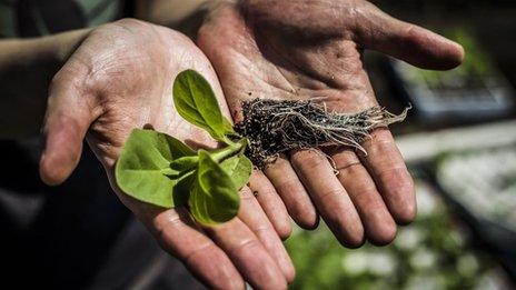 tobacco plants