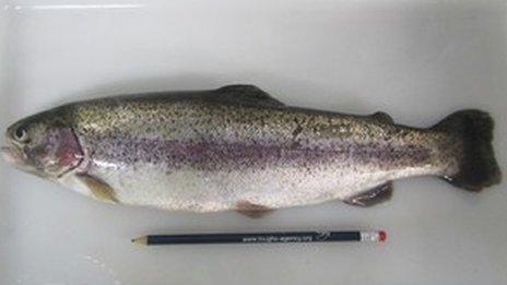 A rainbow trout