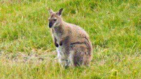 Wallaby on King Island