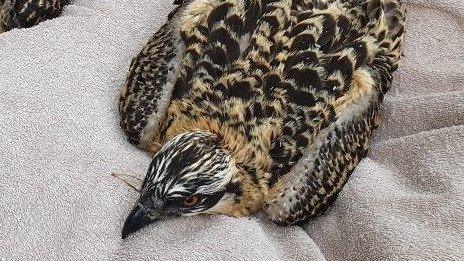 Chicks being tagged