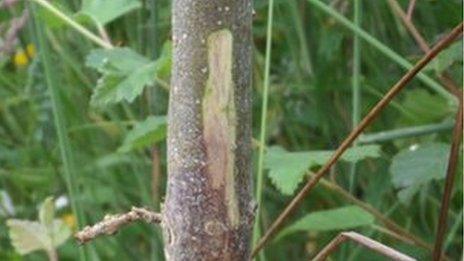 Ash Dieback has been found on around 100 sites in Northern Ireland