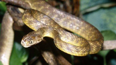 brown tree snake