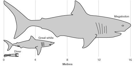 Infographic-of-megalodon.