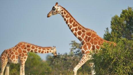 giraffes