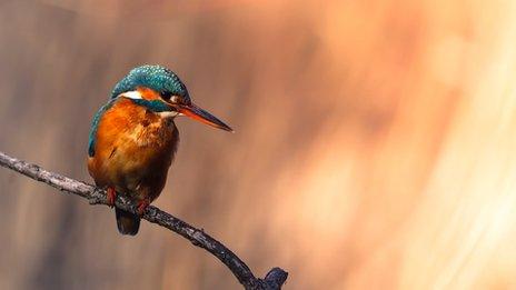 Kingfisher